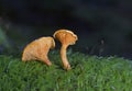 Hygrophoropsis aurantiaca, commonly known as the false chanterelle, is a species of fungus in the family Hygrophoropsidaceae. Royalty Free Stock Photo