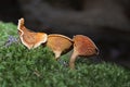 Hygrophoropsis aurantiaca, commonly known as the false chanterelle, is a species of fungus in the family Hygrophoropsidaceae Royalty Free Stock Photo