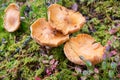 Hygrophoropsis aurantiaca or False chanterelle in coniferous forest Royalty Free Stock Photo