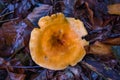 Hygrophoropsis aurantiaca Wrong chanterelle mushroom fungus in colourful autumn forest Royalty Free Stock Photo