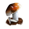 Hygrophorus bakerensis Mt. Baker waxy cap, brown almond or tawny species of fungus in Hygrophoraceae family isolated on white. Royalty Free Stock Photo