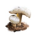 Hygrophorus chrysodon mushroom closeup digital art illustration. Boletus has white cap with dark specks and yellow body. Royalty Free Stock Photo