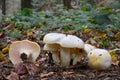 Hygrophorus chrysodon mushrooms Royalty Free Stock Photo