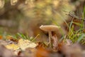 Hygrophorus hypothejus herald of the winter mushroom at fall in a forest.. Royalty Free Stock Photo