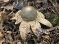 Hygroscopic earthstar (Astraeus hygrometricus)