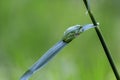 Hyla arborea - green tree frog sitting on a green reed leaf with a beautiful background Royalty Free Stock Photo