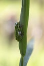 Hyla arborea - green tree frog sitting on a green reed leaf with a beautiful background Royalty Free Stock Photo