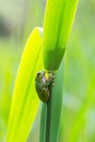 Hyla arborea - green tree frog sitting on a green reed leaf with a beautiful background Royalty Free Stock Photo