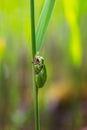 Hyla arborea - green tree frog sitting on a green reed leaf with a beautiful background Royalty Free Stock Photo