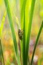 Hyla arborea - green tree frog sitting on a green reed leaf with a beautiful background Royalty Free Stock Photo