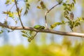 Hyla arborea - Green tree frog on a stalk. The background is green. The photo has a nice bokeh. Wild photo