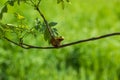 Hyla arborea - Green tree frog on a stalk. The background is green. The photo has a nice bokeh. Wild photo