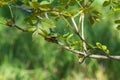 Hyla arborea - Green tree frog on a stalk. The background is green. The photo has a nice bokeh. Wild photo