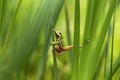 Hyla arborea jumping from a green reed leaf to another. Dynamic movement of a tree frog with beautiful light and bokeh Royalty Free Stock Photo