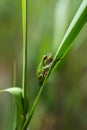 Hyla arborea - little green frog sitting on a green leaf of reed with beautiful bokeh in the background Royalty Free Stock Photo