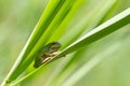 Hyla arborea - little green frog sitting on a green leaf of reed with beautiful bokeh in the background Royalty Free Stock Photo