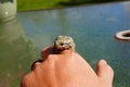 Cope's Grey tree frog found outside sitting around during the summer Royalty Free Stock Photo