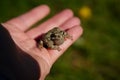 Cope's Grey tree frog found outside sitting around during the summer Royalty Free Stock Photo