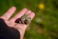 Cope's Grey tree frog found outside sitting around during the summer Royalty Free Stock Photo