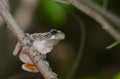 Hyla chrysoscelis Royalty Free Stock Photo