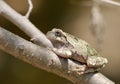 Hyla chrysoscelis Royalty Free Stock Photo