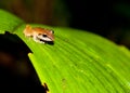 Hyla frog Royalty Free Stock Photo