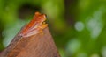 A Hyla Frog Royalty Free Stock Photo