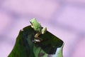 Hyla japonica  Japanese tree frog . Royalty Free Stock Photo