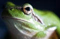 Hyla meridionalis (Mediterranean tree frog) Royalty Free Stock Photo