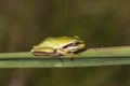 Hyla meridionalis Mediterranean tree frog beautiful immature specimens of this small tree frog perched on Asphodelus leaves in a