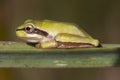 Hyla meridionalis Mediterranean tree frog beautiful immature specimens of this small tree frog perched on Asphodelus leaves in a