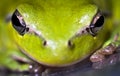 Hyla meridionalis (Mediterranean tree frog) eyes Royalty Free Stock Photo
