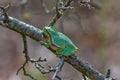 Hyla orientalis from Hagieni