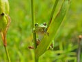 Hyla (tree toad) 11