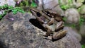 A pair of frogs mating on the stone at night