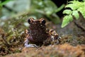 The spotted stream frog  Hylarana picturata inside a bush Royalty Free Stock Photo