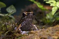 Hylarana picturata frog closeup