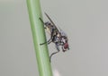 Hylemya species gray and black spots fly perched on a reed Royalty Free Stock Photo