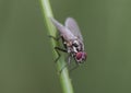 Hylemya species medium-sized fly perched on reed stem Royalty Free Stock Photo