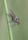Hylemya species medium-sized fly perched on reed stem Royalty Free Stock Photo