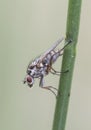 Hylemya species medium-sized fly perched on reed stem Royalty Free Stock Photo