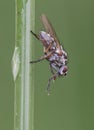 Hylemya species medium-sized fly perched on reed stem Royalty Free Stock Photo