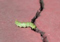 Hyles lineata caterpillar