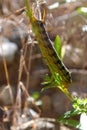 Hyles lineata larva Royalty Free Stock Photo