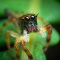 Hyllus keratodes a member of Jumping Spiders Family Salticidae Royalty Free Stock Photo