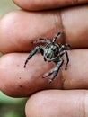 Hyllus is a member of the spider family Salticidae. Most species occur in Africa and Madagascar