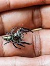 Hyllus is a member of the spider family Salticidae. Most species occur in Africa and Madagascar