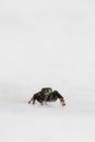 Hyllus semicupreus Jumping Spider. small jumping spider Royalty Free Stock Photo