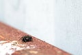 Hyllus semicupreus Jumping Spider. small jumping spider Royalty Free Stock Photo
