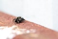 Hyllus semicupreus Jumping Spider. small jumping spider Royalty Free Stock Photo